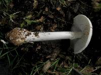 Amanita ocreata image