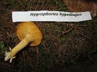 Hygrophorus hypothejus image