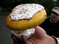 Amanita calyptroderma image