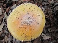 Amanita caesarea image