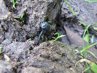 Panaeolus cyanescens image