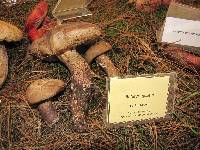 Retiboletus griseus image