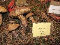 Retiboletus griseus image