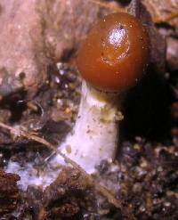 Psilocybe cyanescens image