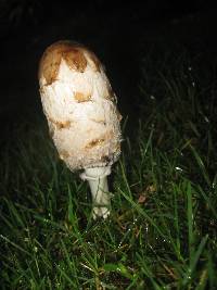 Coprinus comatus image