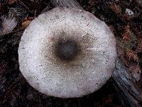 Agaricus deardorffensis image