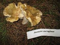 Russula aeruginea image