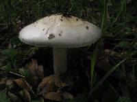 Amanita ocreata image