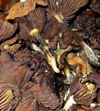 Psilocybe cyanescens image