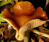 Psilocybe cyanescens image