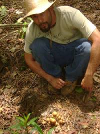 Psilocybe zapotecorum image