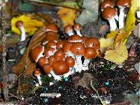 Psilocybe cyanescens image