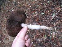 Agaricus deardorffensis image