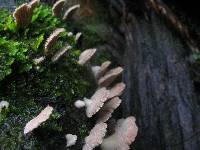 Schizophyllum commune image