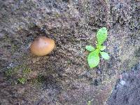 Psilocybe caerulescens image