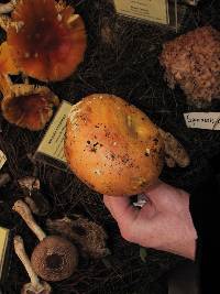 Amanita caesarea image