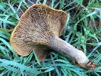 Omphalotus olivascens image