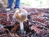 Helvella compressa image