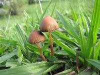 Psilocybe mexicana image