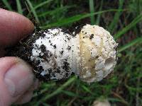 Amanita gemmata image