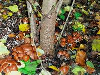 Psilocybe cyanescens image