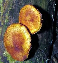 Gymnopilus subpurpuratus image