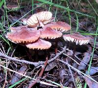 Marasmius plicatulus image