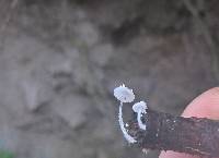 Amparoina spinosissima image