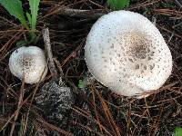 Agaricus xanthodermus image