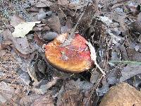 Boletus subvelutipes image