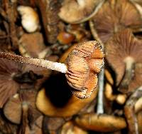 Psilocybe cyanescens image