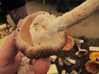 Agaricus augustus image