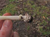 Amanita xylinivolva image