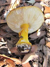 Amanita flavoconia image