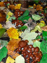 Psilocybe cyanescens image