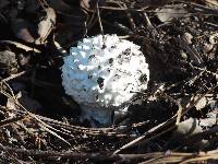 Amanita magniverrucata image