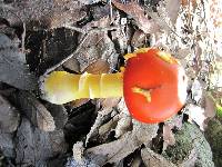 Amanita flavoconia var. inquinata image