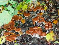 Psilocybe cyanescens image