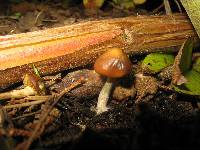 Psilocybe cyanescens image