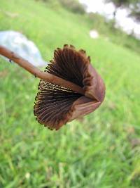 Psilocybe mexicana image