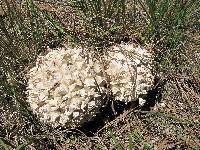 Calvatia sculpta image