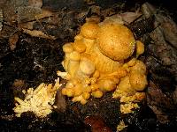 Gymnopilus ventricosus image