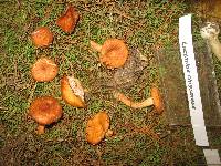 Lactarius chrysorrheus image