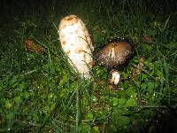 Coprinus comatus image