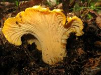 Cantharellus californicus image