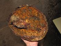 Boletus michoacanus image