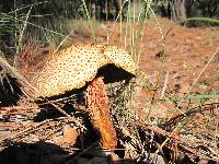 Boletellus russellii image