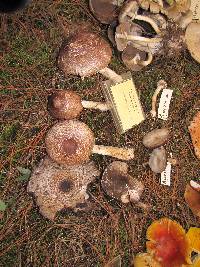 Agaricus augustus image