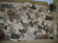 Morchella rufobrunnea image