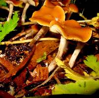 Psilocybe cyanescens image